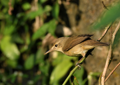 Acrocephalus stentoreus