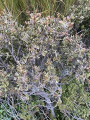 Phyllocladus alpinus