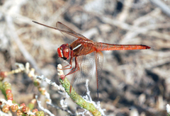Crocothemis