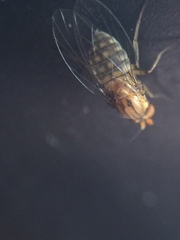 Sciadocera rufomaculata