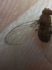 Sciadocera rufomaculata