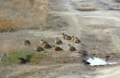 Pterocles orientalis