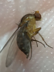 Sciadocera rufomaculata