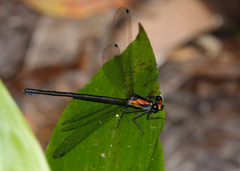 Austroargiolestes aureus