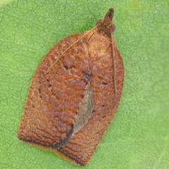 Spheterista tetraplasandra