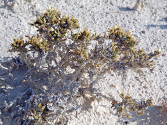 Nanophyton erinaceum