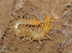 Scolopendra canidens