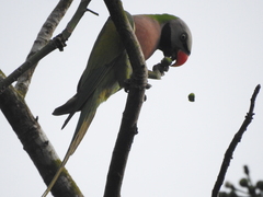 Psittacula alexandri abbotti