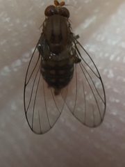 Sciadocera rufomaculata