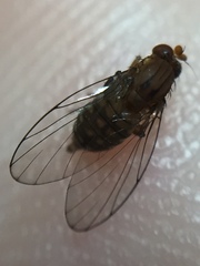 Sciadocera rufomaculata