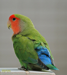 Agapornis roseicollis