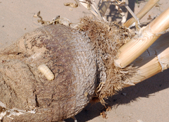 Neoplocaederus scapularis