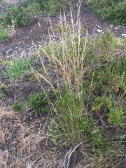Austrostipa flavescens