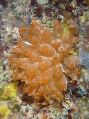 Ecteinascidia turbinata