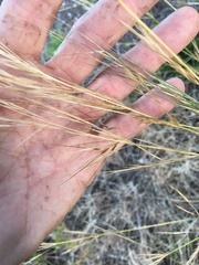 Austrostipa flavescens