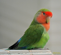 Agapornis roseicollis