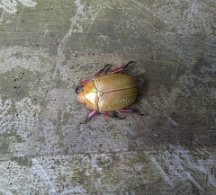 Anoplognathus olivieri