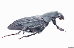 Silpha puncticollis