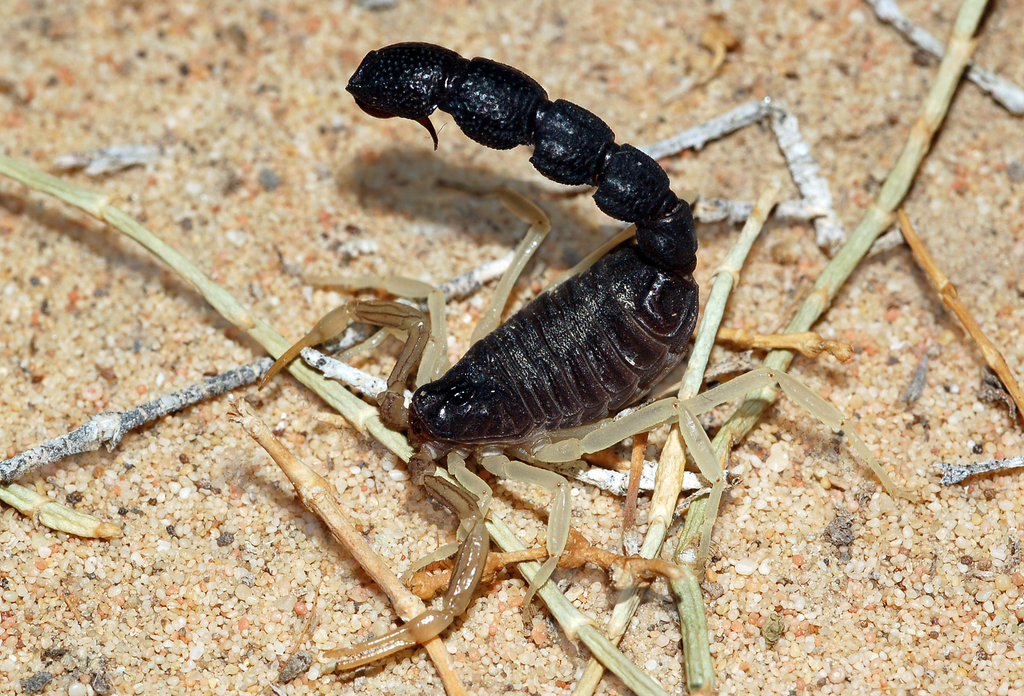 Orthochirus melanurus