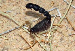 Orthochirus melanurus