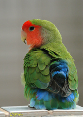 Agapornis roseicollis