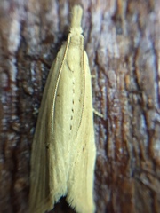 Bactra noteraula
