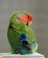 Agapornis roseicollis