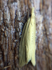 Bactra noteraula