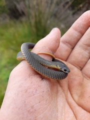 Elapognathus minor
