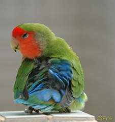 Agapornis roseicollis