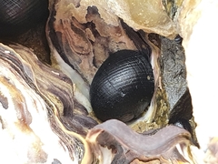 Nerita melanotragus
