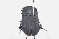 Silpha puncticollis