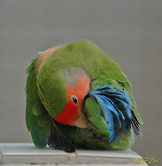 Agapornis roseicollis