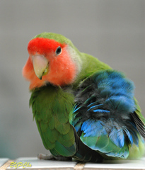 Agapornis roseicollis