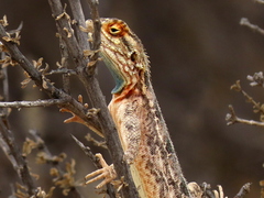 Agama aculeata aculeata