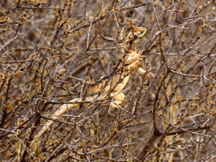 Agama aculeata aculeata