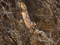 Agama aculeata aculeata