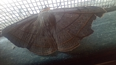 Entomogramma fautrix