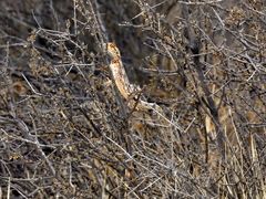Agama aculeata aculeata