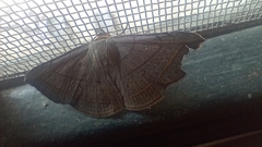 Entomogramma fautrix