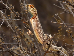 Agama aculeata aculeata