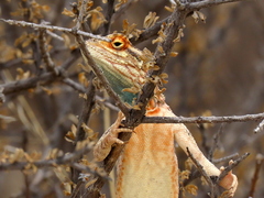 Agama aculeata aculeata