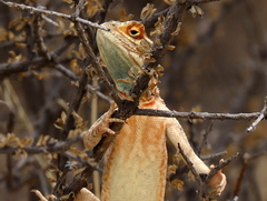 Agama aculeata aculeata