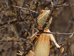 Agama aculeata aculeata