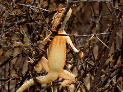 Agama aculeata aculeata