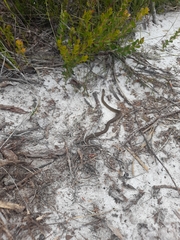 Elapognathus coronatus