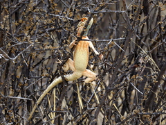 Agama aculeata aculeata
