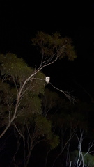 Tyto alba delicatula