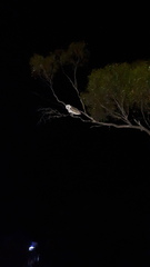 Tyto alba delicatula