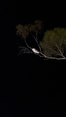 Tyto alba delicatula